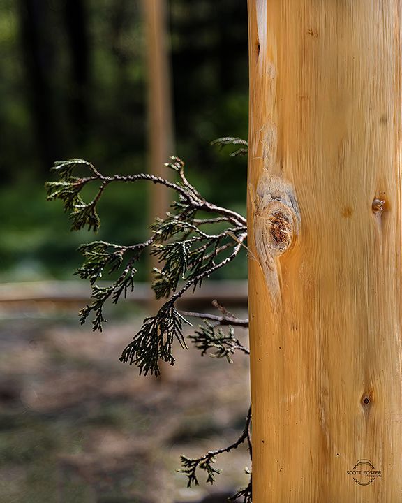 Close-up of a smooth, light brown tree trunk with a small green branch extending from the side.