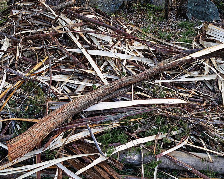 Pile of wood shavings and a long branch on the ground.