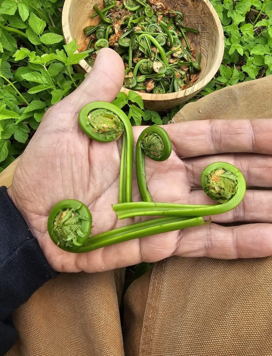 Hand holding and displaying several coiled fiddlehead ferns, with a bowl of more ferns in the background.