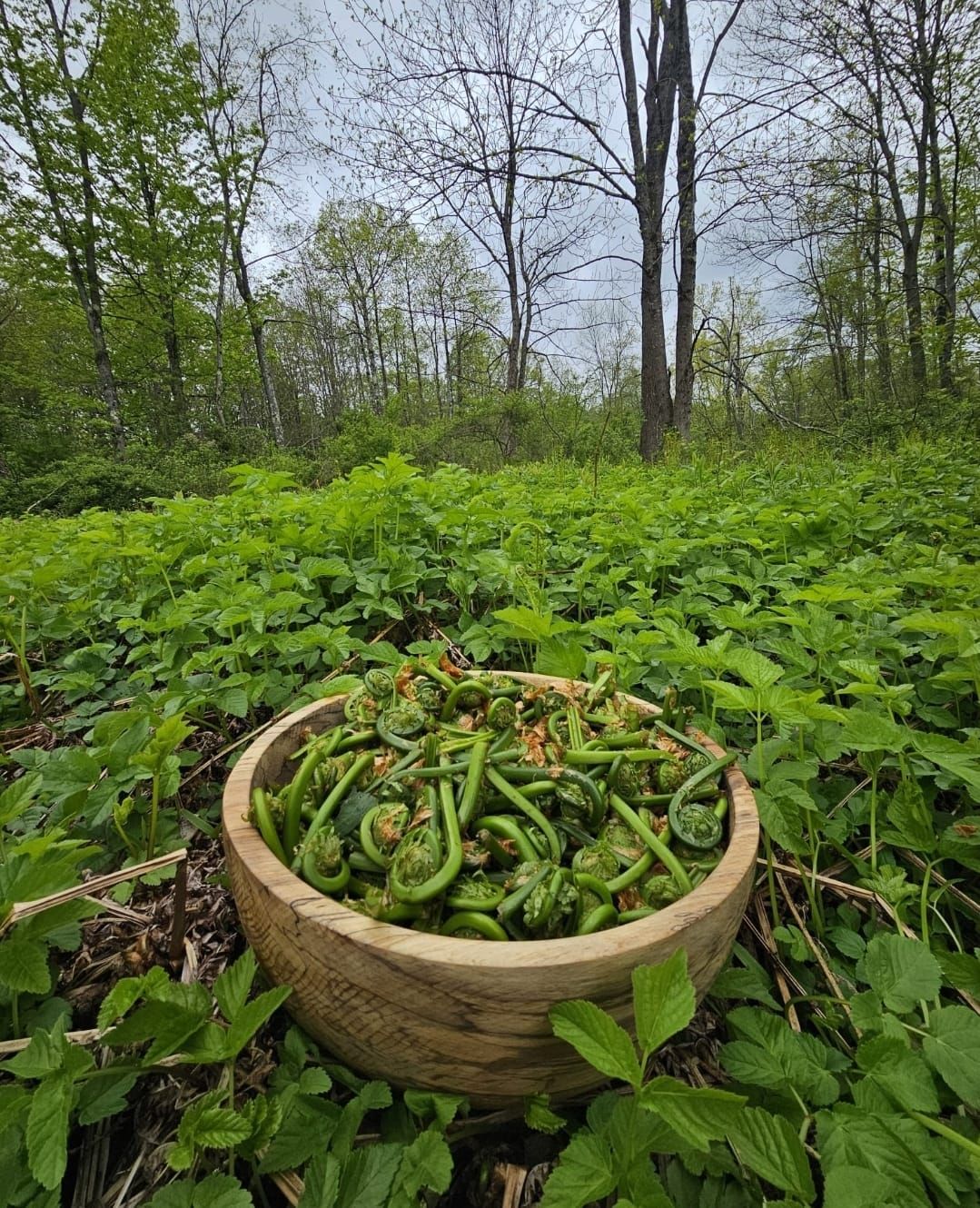 Wooden bowl filled with freshly harvested fiddleheads in a lush forest setting.