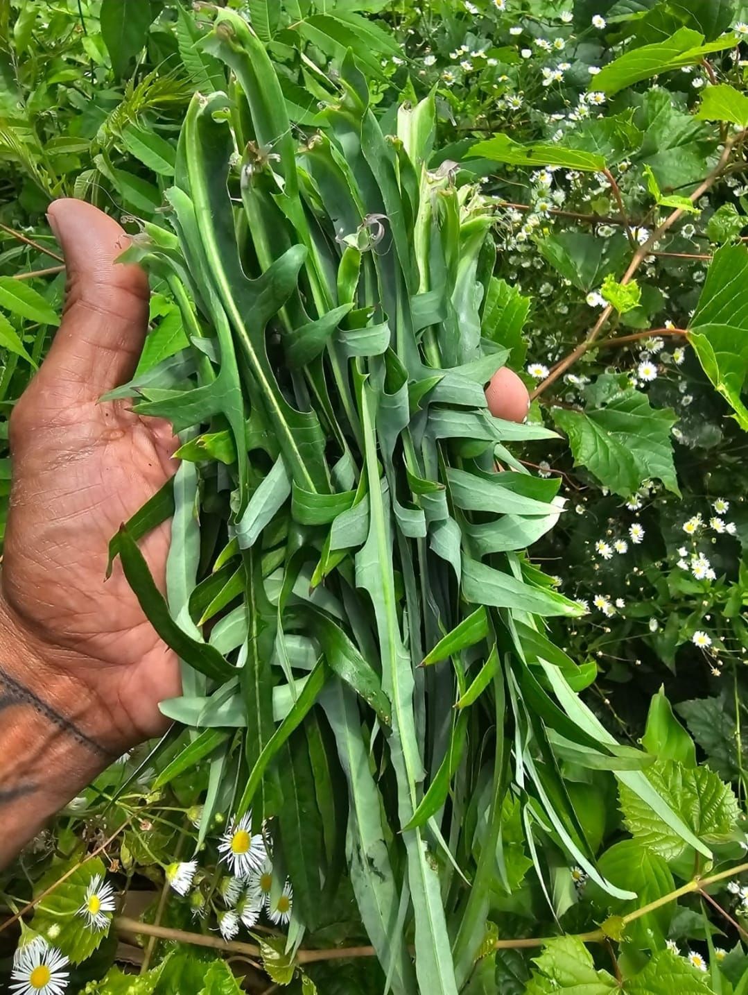 Hand holding a bundle of long, green, leafy plants. Outdoors, green background, some white flowers visible.