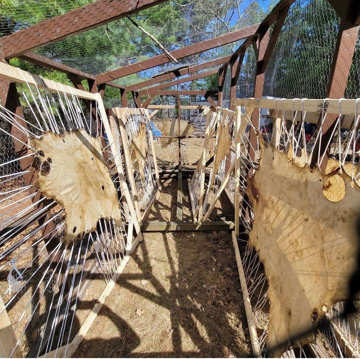 Animal hides hung up as part of the tanning process during a hide tanning workshop led by Andre Strongbearheart Gaines, Jr.