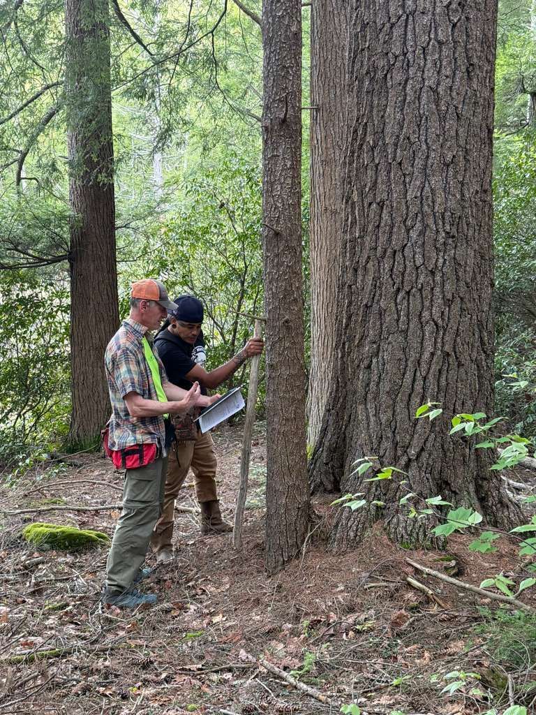 Two people measuring trees in a forest. One is holding a measuring stick, the other a clipboard.