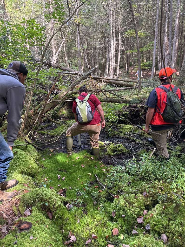Three people in a swampy forest; one steps through black water. Overgrown with moss, logs and trees.