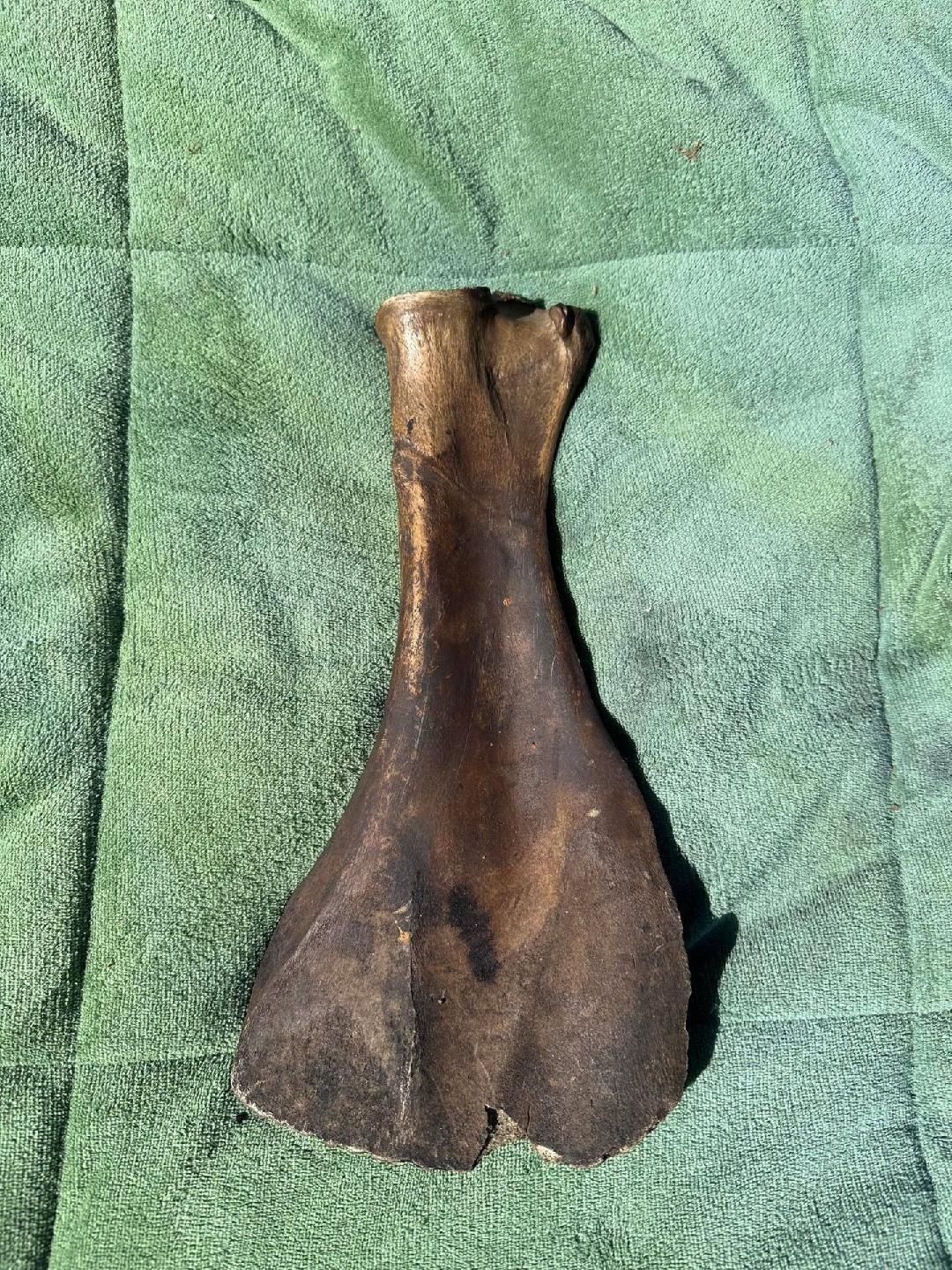 Brown bone artifact on green, textured surface.