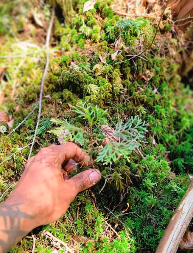 Hand touches a small, light green plant surrounded by moss and forest debris.