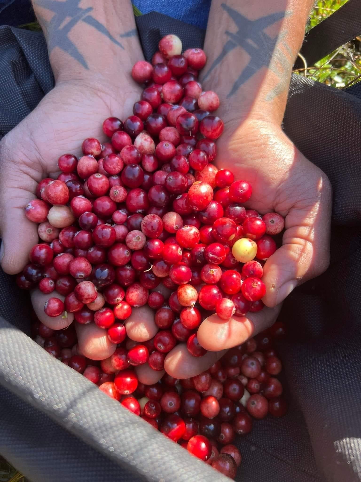 Hands cupping a large pile of red cranberries, overflowing from a black bag.