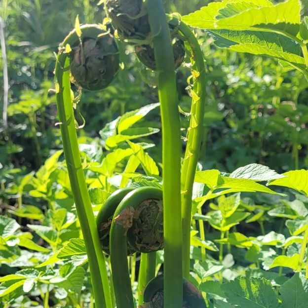Green fiddlehead ferns unfurling in sunlight, surrounded by foliage.