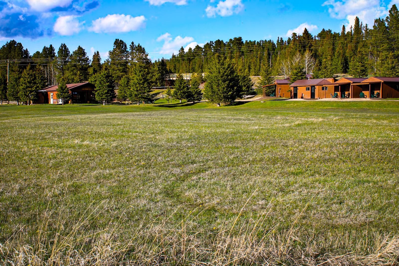 Open grassy field with pine trees and rustic buildings under a bright blue sky