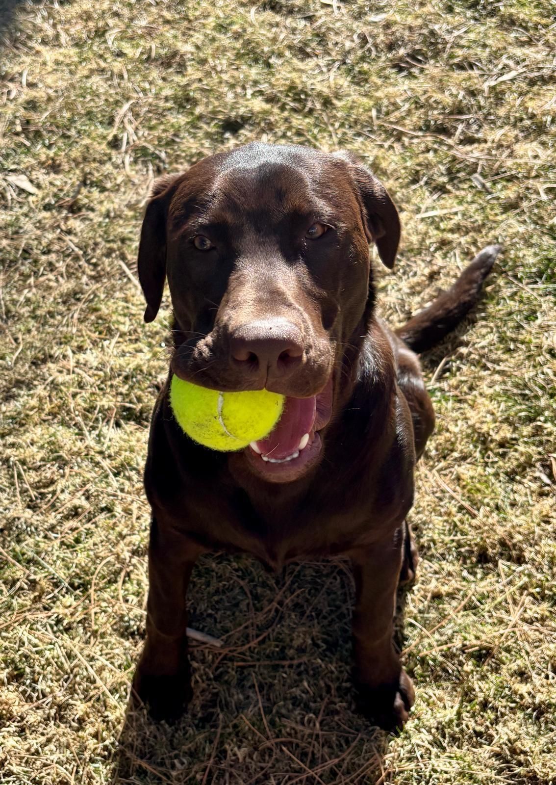 Brown dog holding a yellow tennis ball on dry grass, looking up at the camera