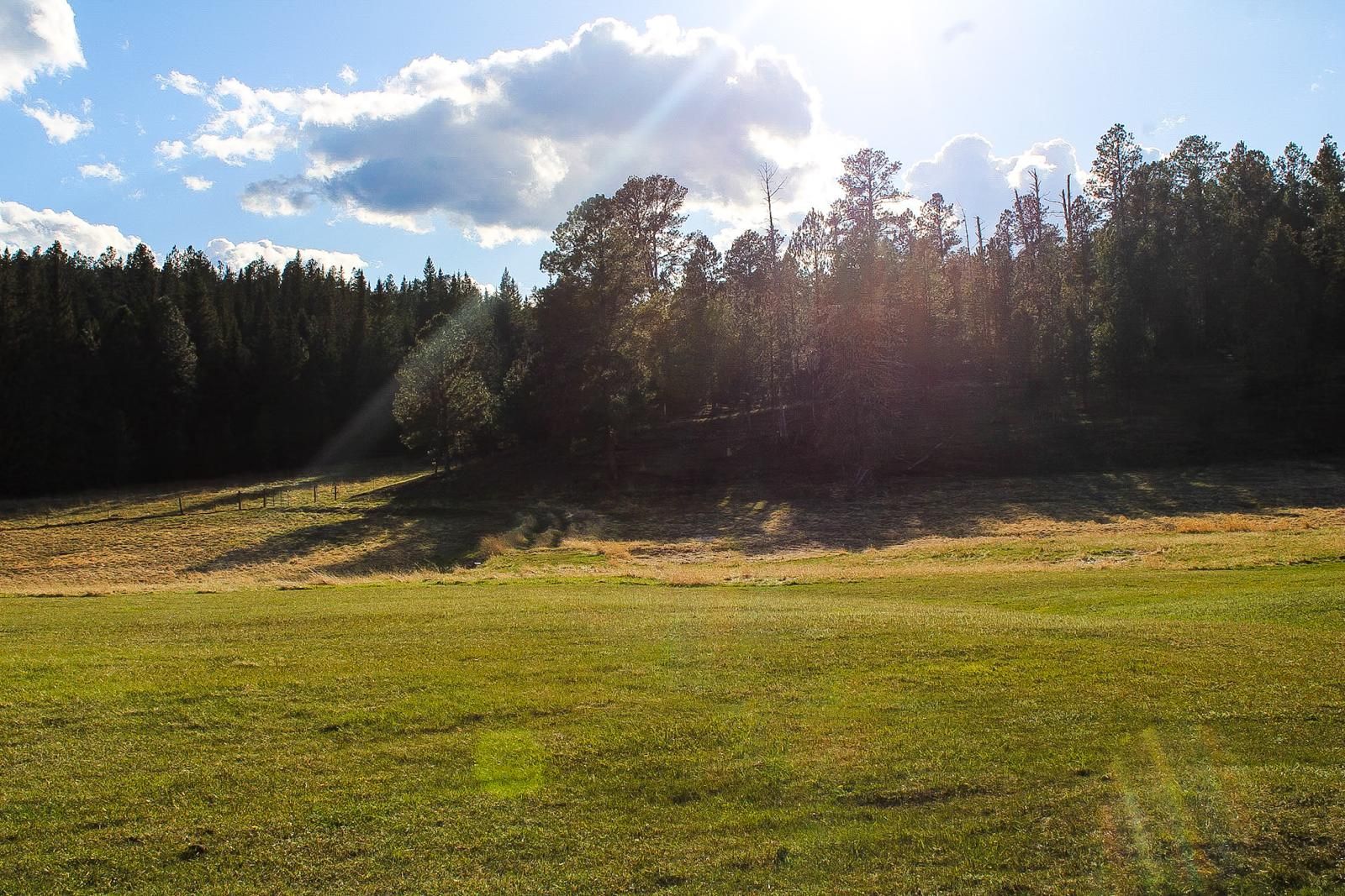 Sunny meadow with green grass, dark forest edge, and bright sky with sun glare