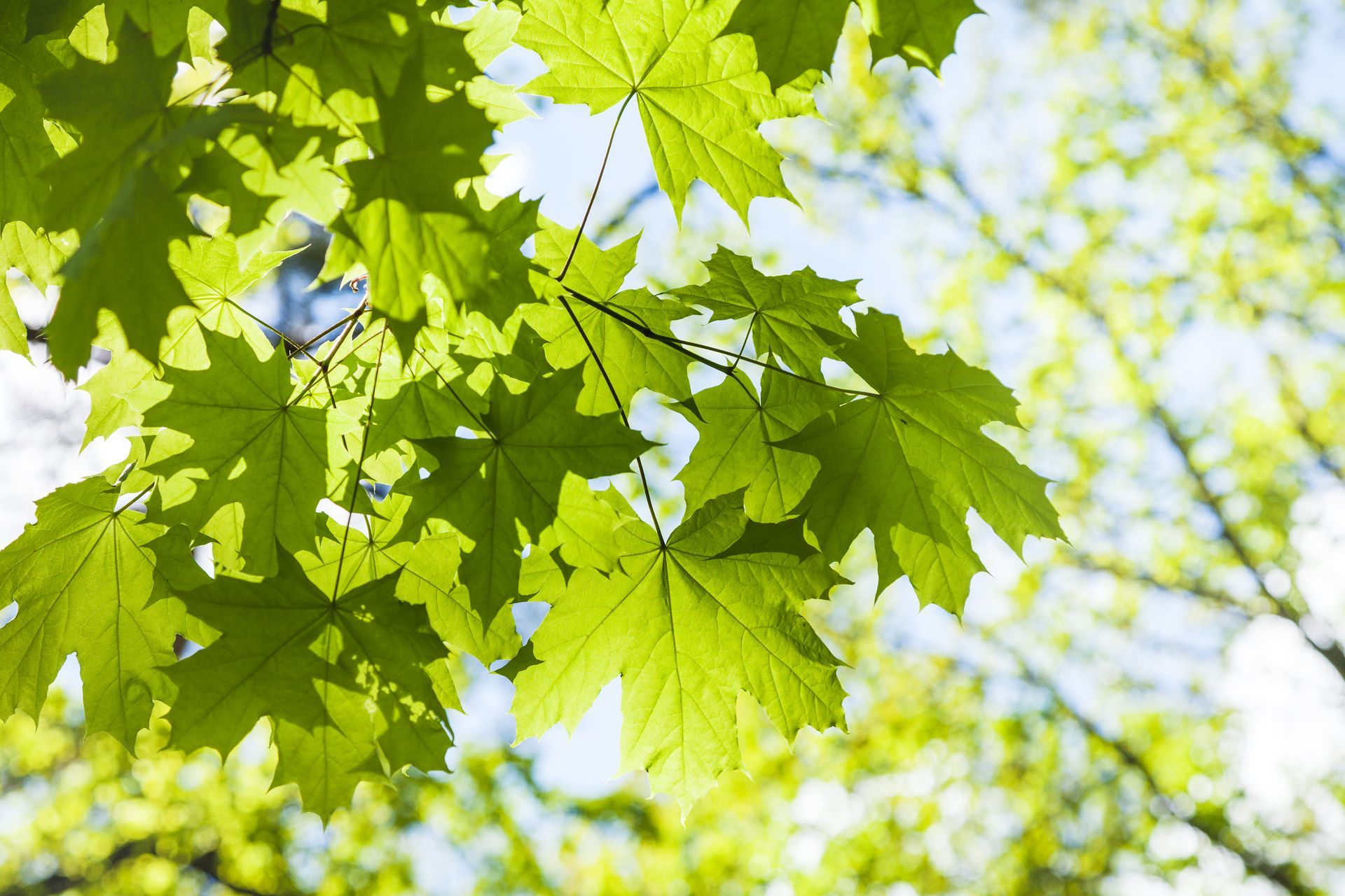 Sunlit green maple leaves against a bright sky