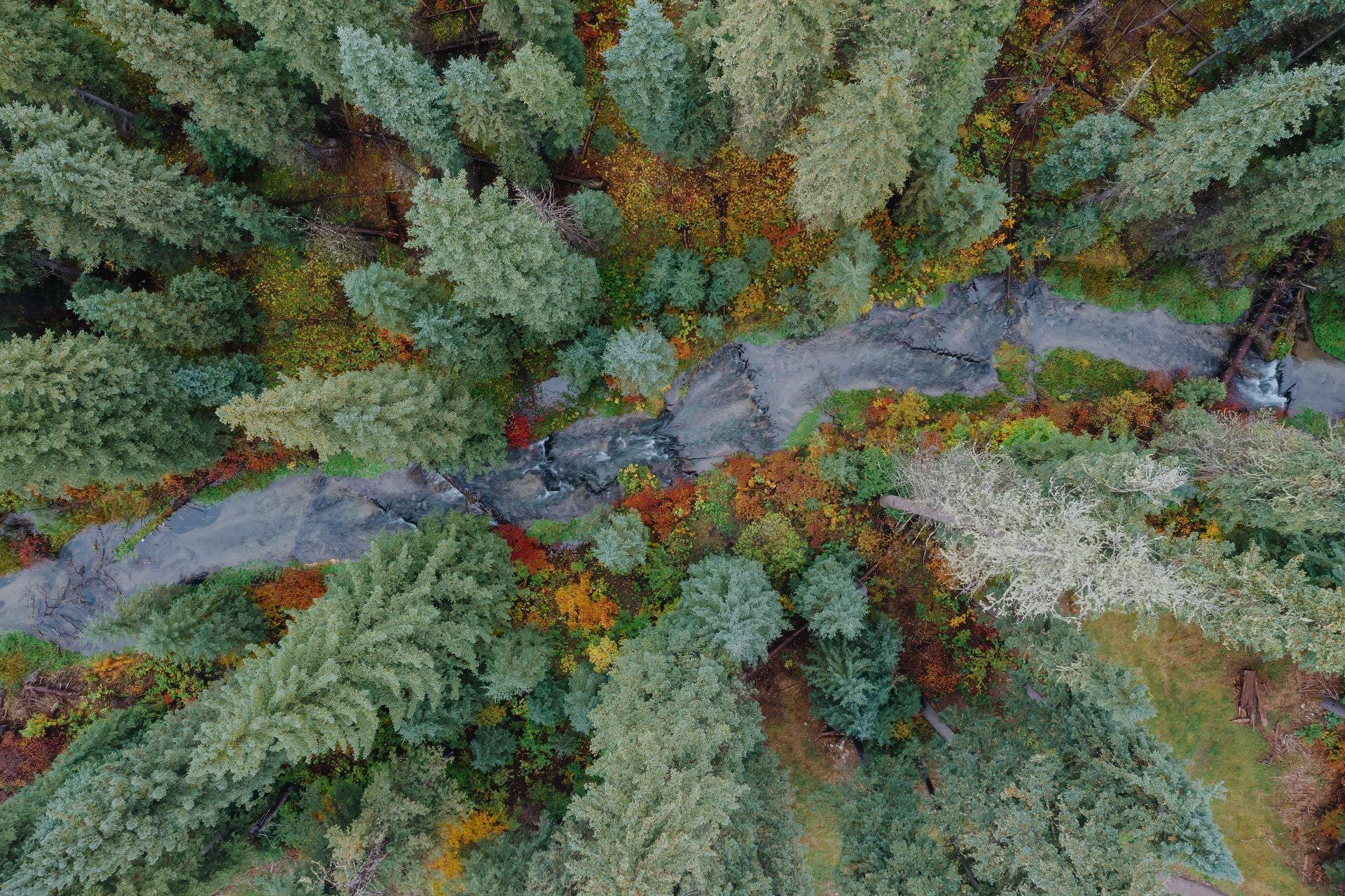 Aerial view of a winding road through dense green and autumn-colored forest trees