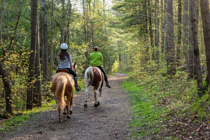 Two horseback riders on a forest trail, surrounded by tall green trees.