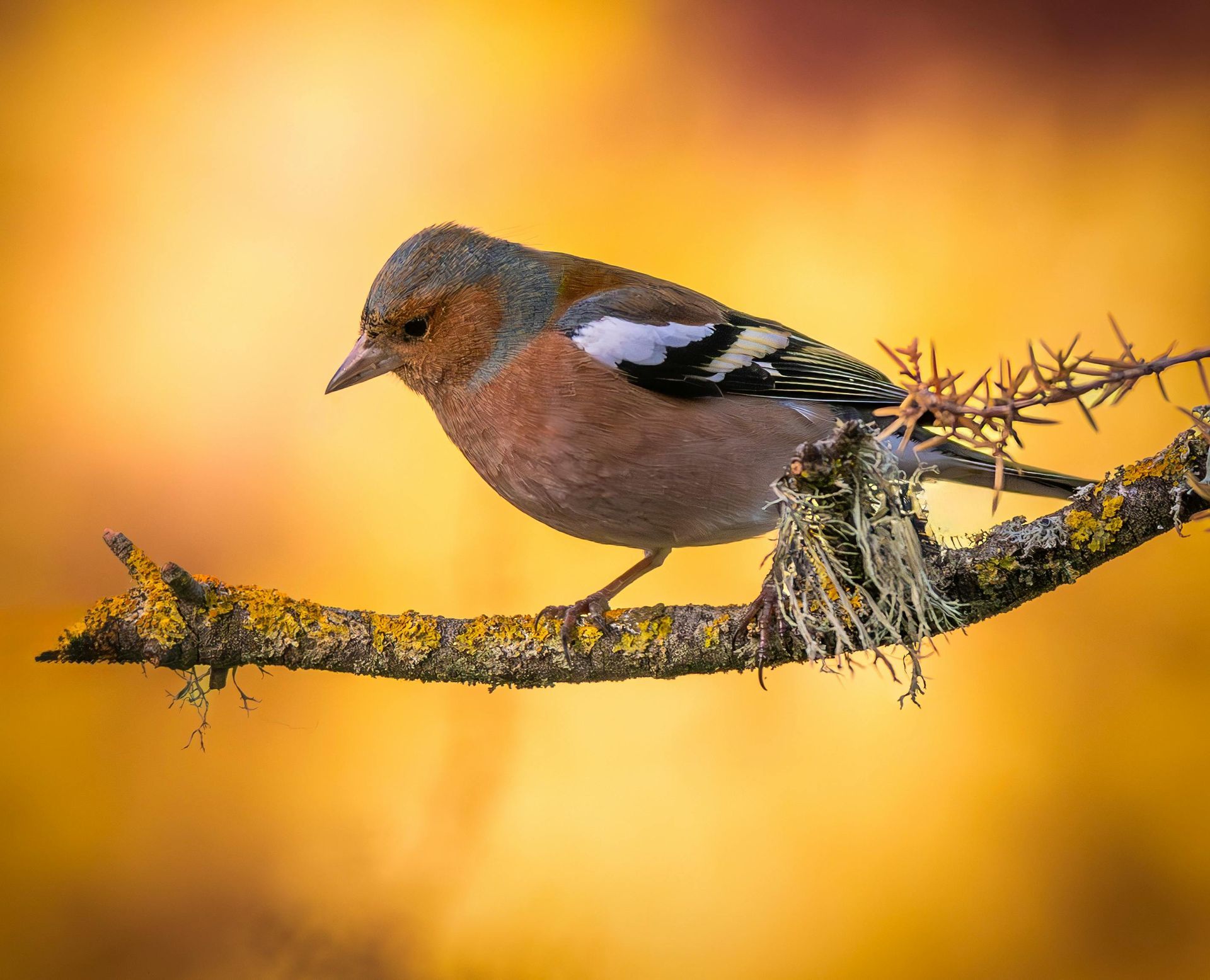 A Chaffinch bird perched on a branch, set against an orange and yellow blurred background.