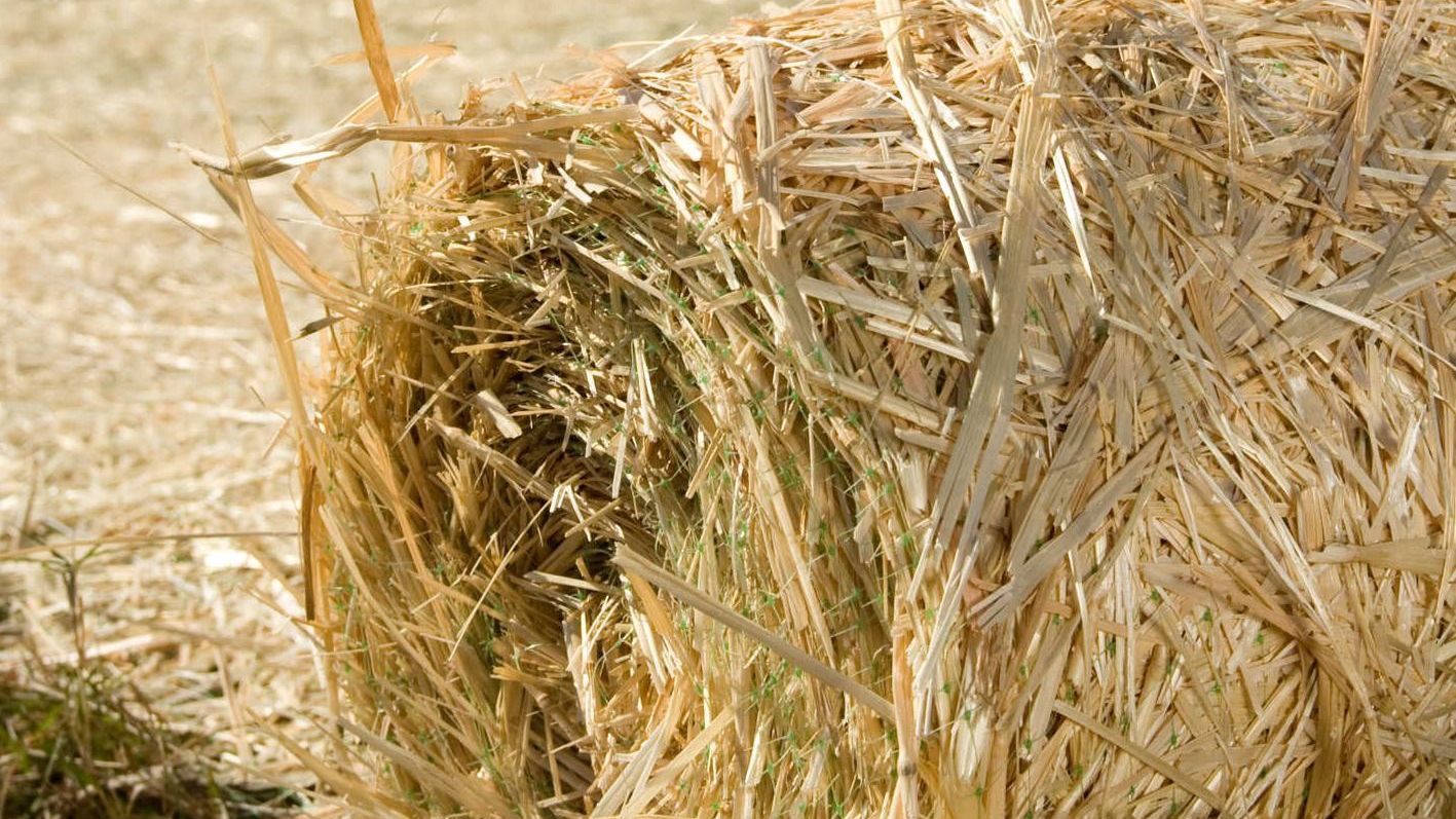 Close-up of a dry hay bale in a golden field, with straw sticking out