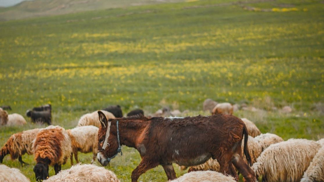 Herd of sheep grazing in a green field, with a brown horse among them.