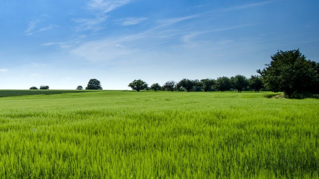 Lush green field under a blue sky with scattered trees on the horizon