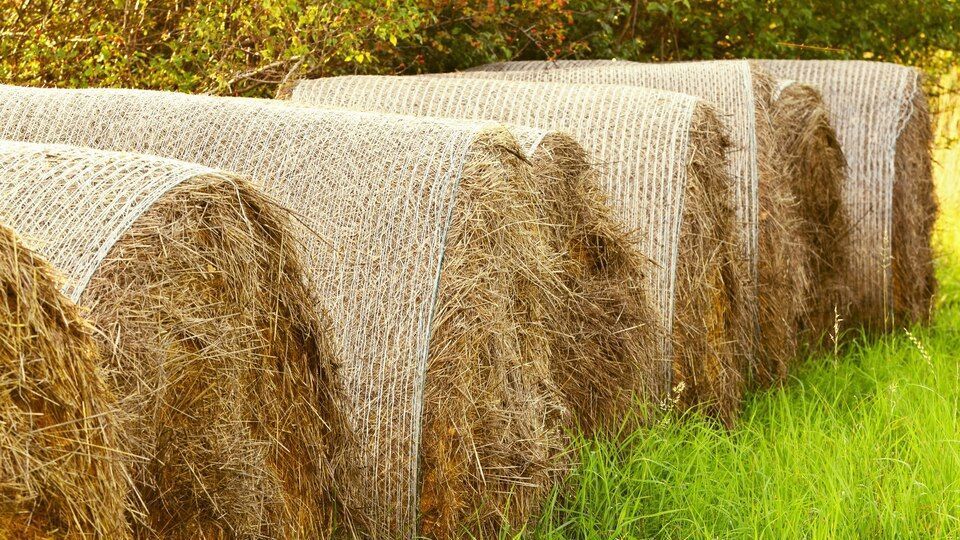 Hay bales wrapped in tan netting lined up in a grassy field