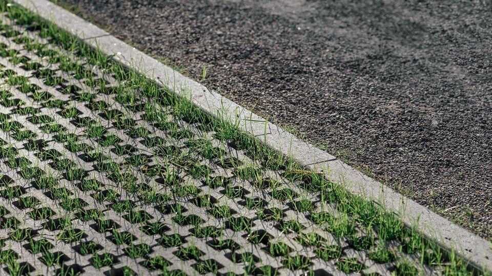 Diagonal rows of green seedlings beside a strip of concrete and dark gravel