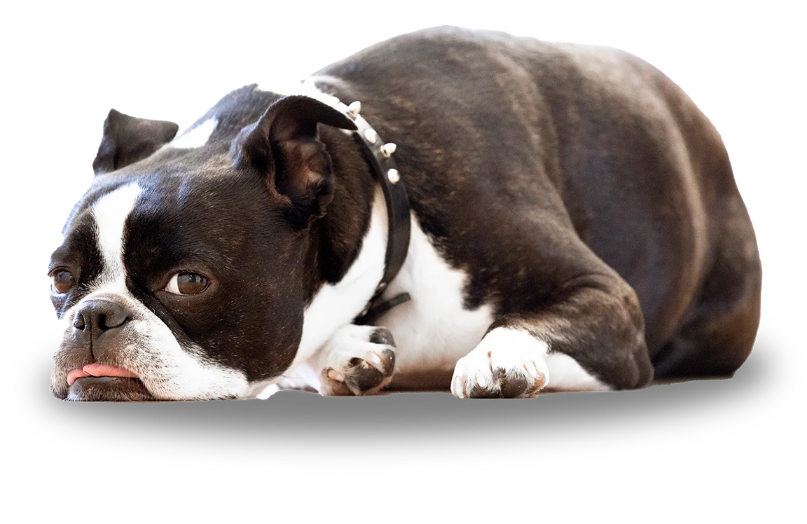 A Boston Terrier lying on the ground, looking toward the camera with its tongue slightly sticking out.