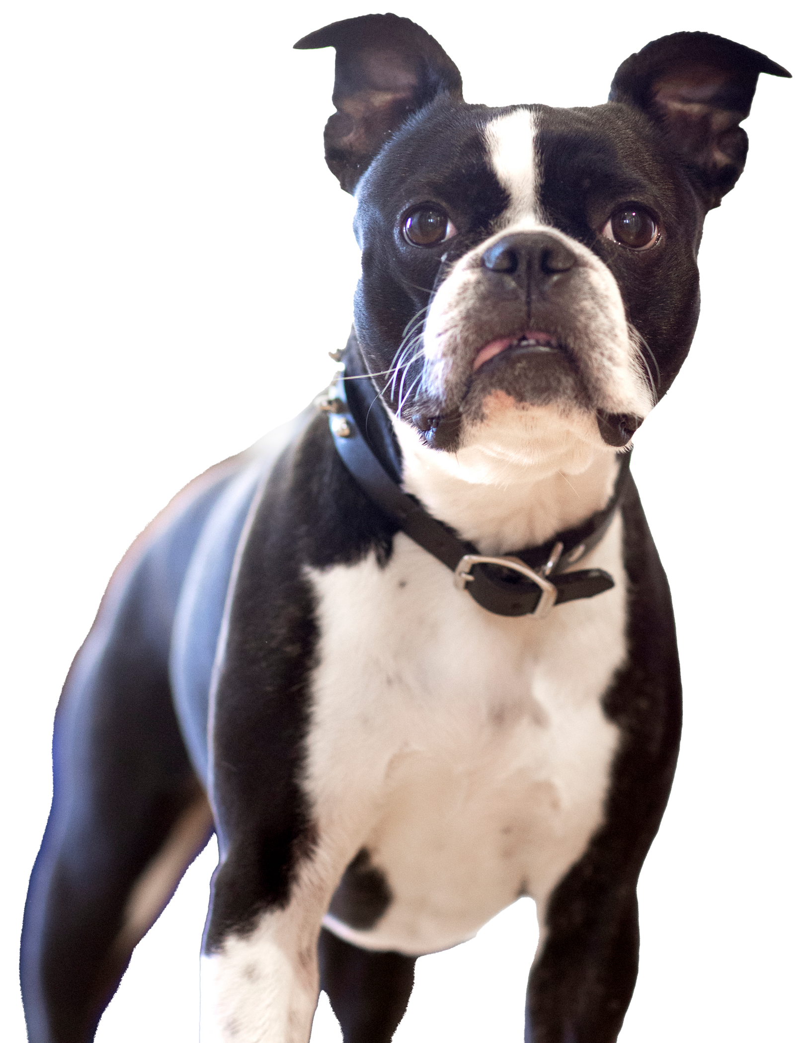 A black and white Boston Terrier with pointy ears stands against a white background, wearing a black collar.