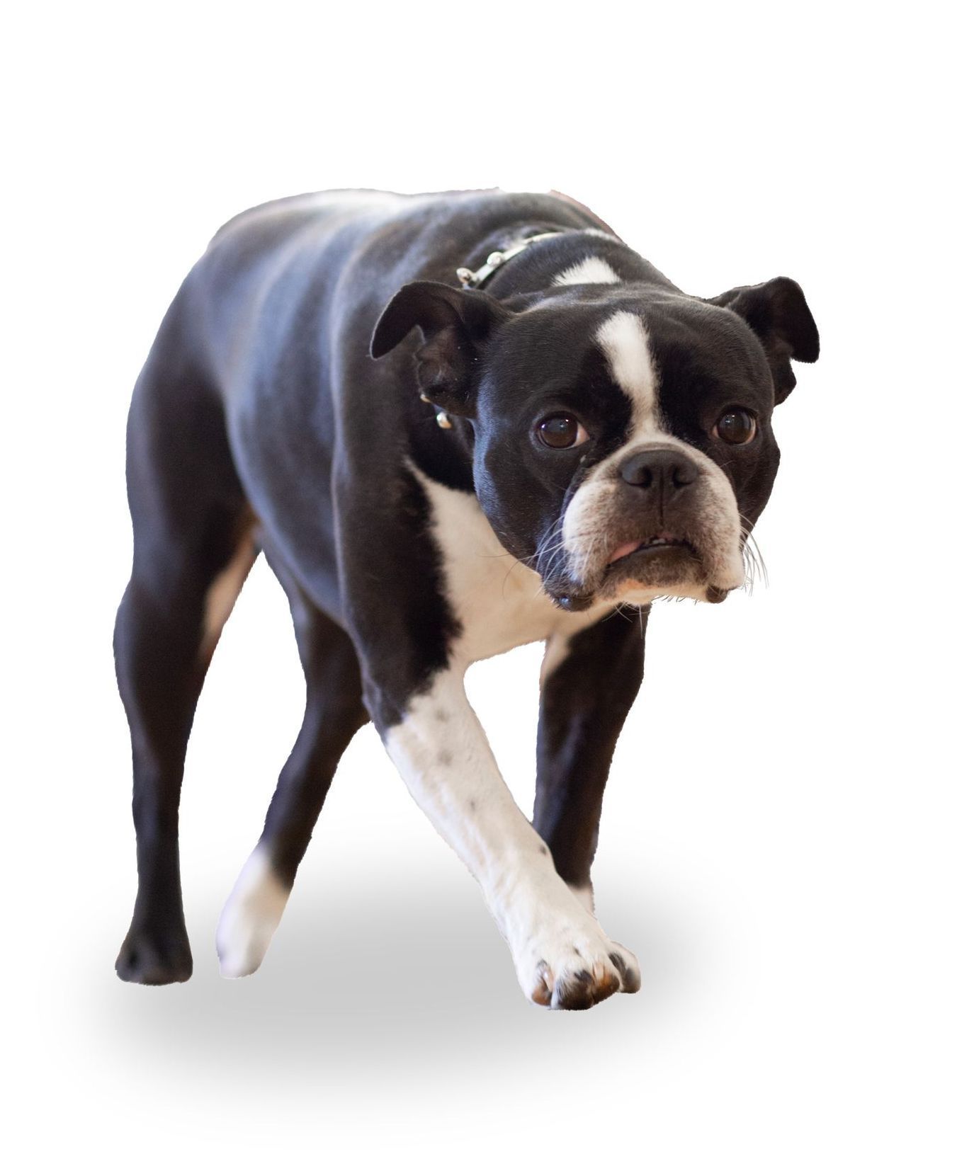 A black and white Boston Terrier with a short snout, walking forward against a plain white background.
