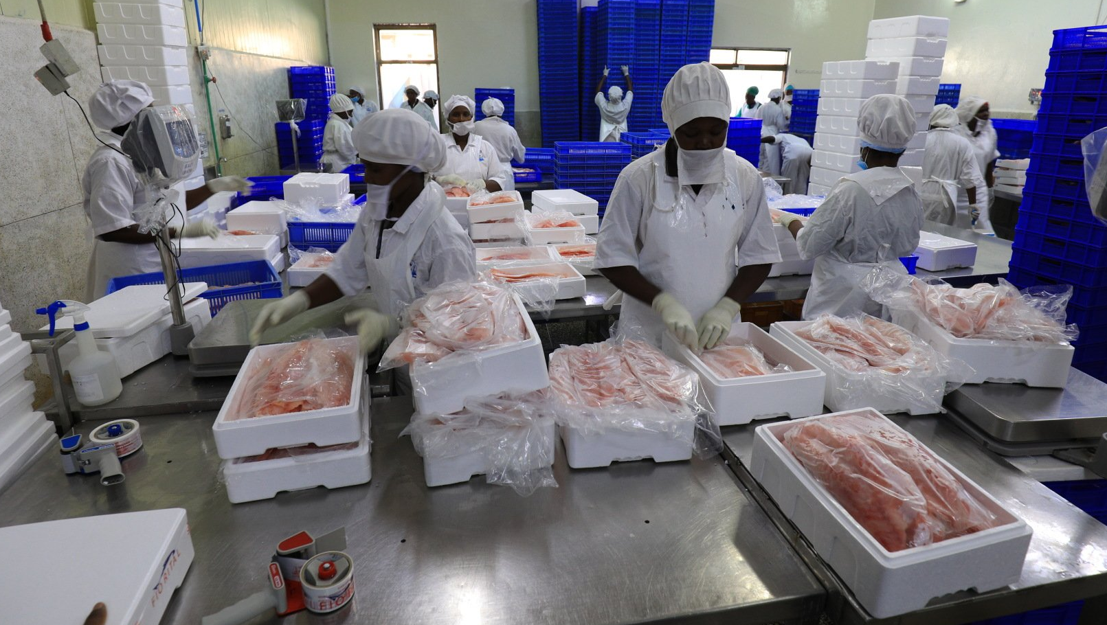 Workers in white protective gear and hairnets package fresh fish fillets into polystyrene boxes on a stainless steel table.