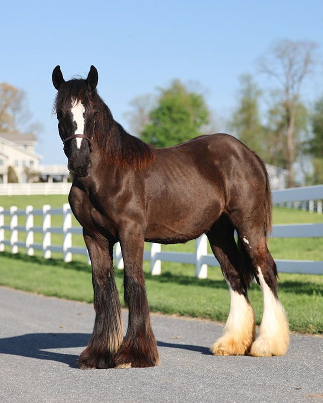 Ember filly for sale.