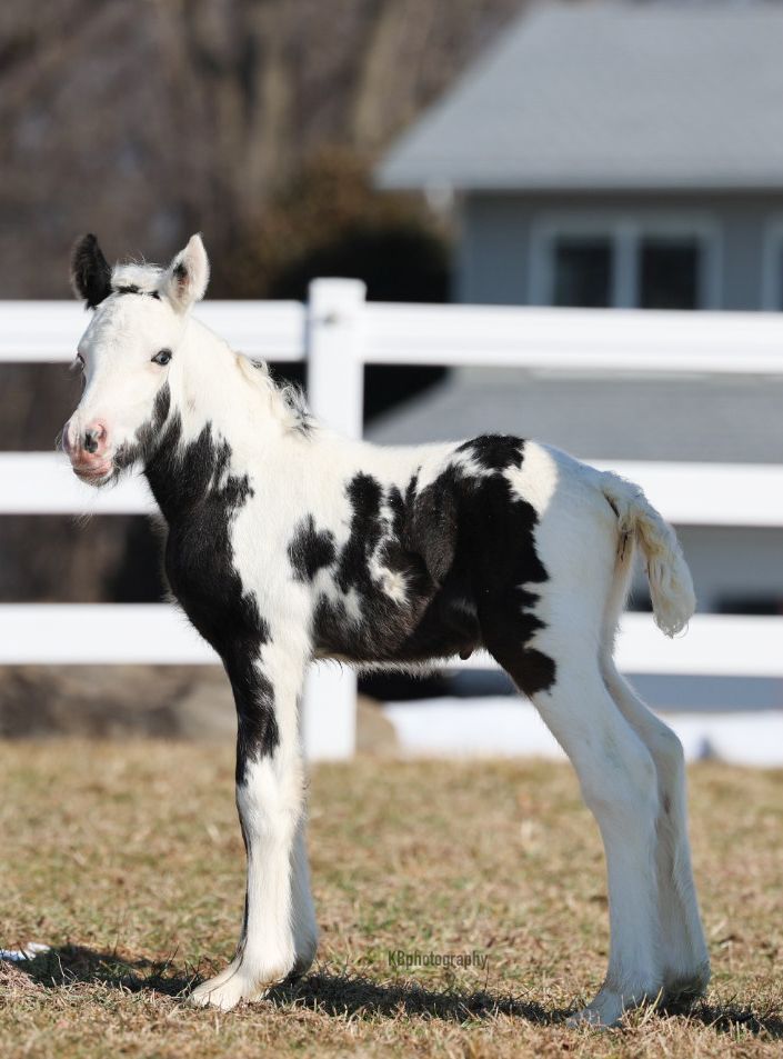 filly horse for sale