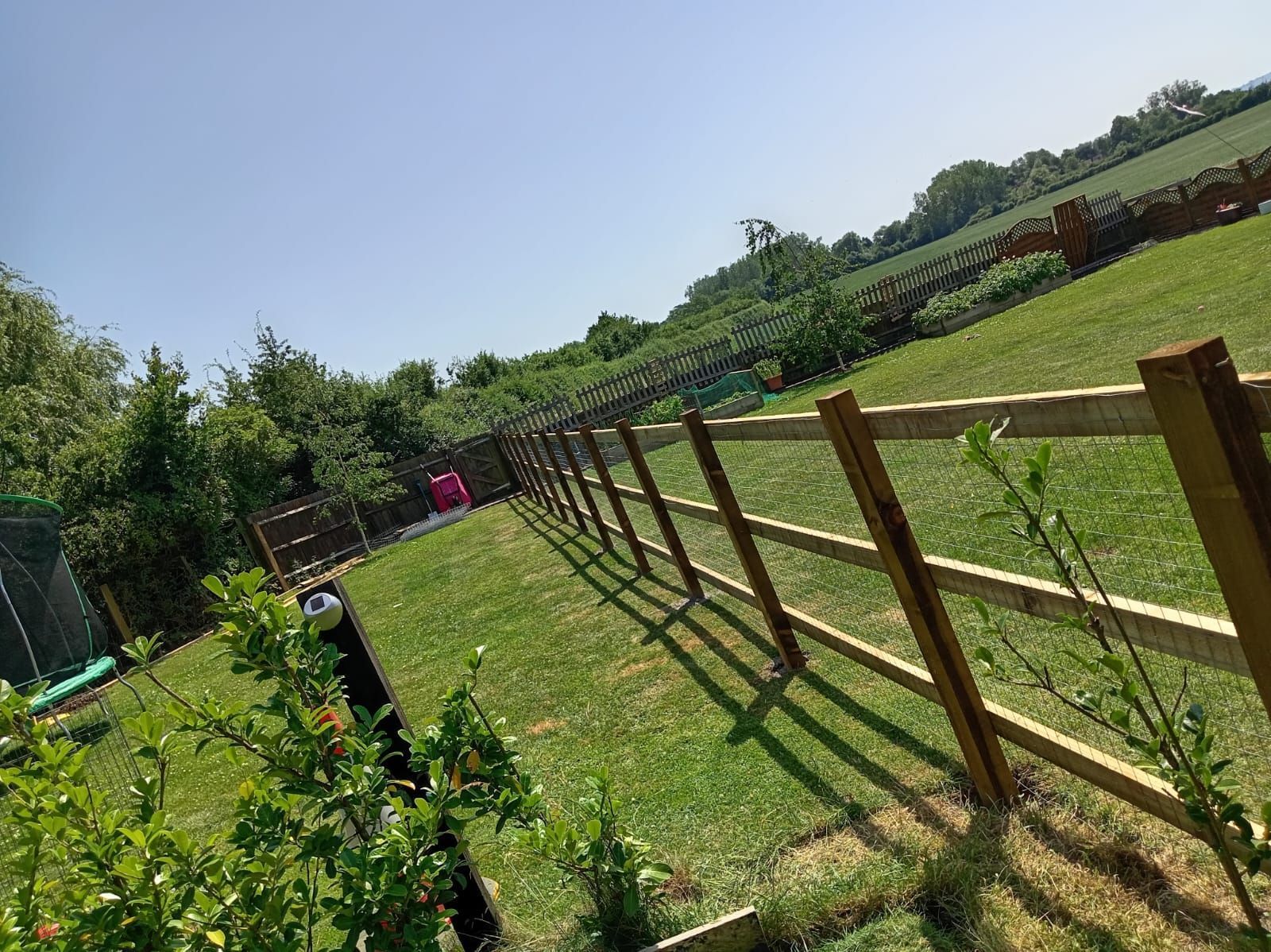 Sunlit vineyard rows beside a wooden fence on a grassy hillside under a clear blue sky