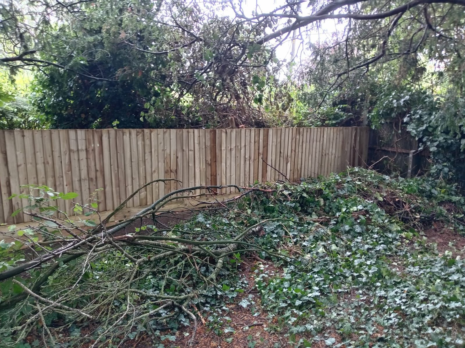 Backyard with fallen branches piled by a wooden fence beneath dense trees