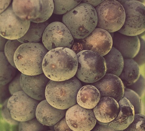 Kentucky Wine Trail