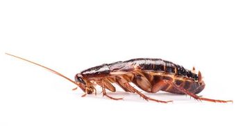 Cockroach