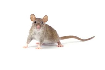 Rat