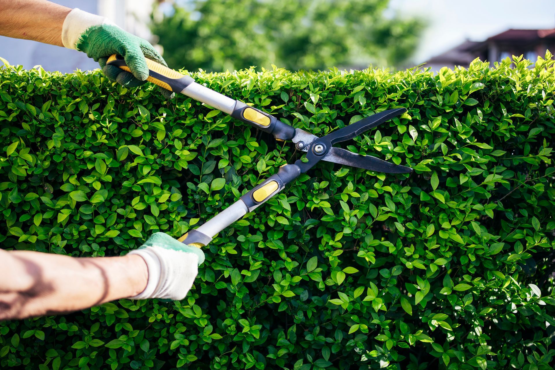 Grass Trimming — Puyallup, WA — Minh's Landscaping and Gardening Service