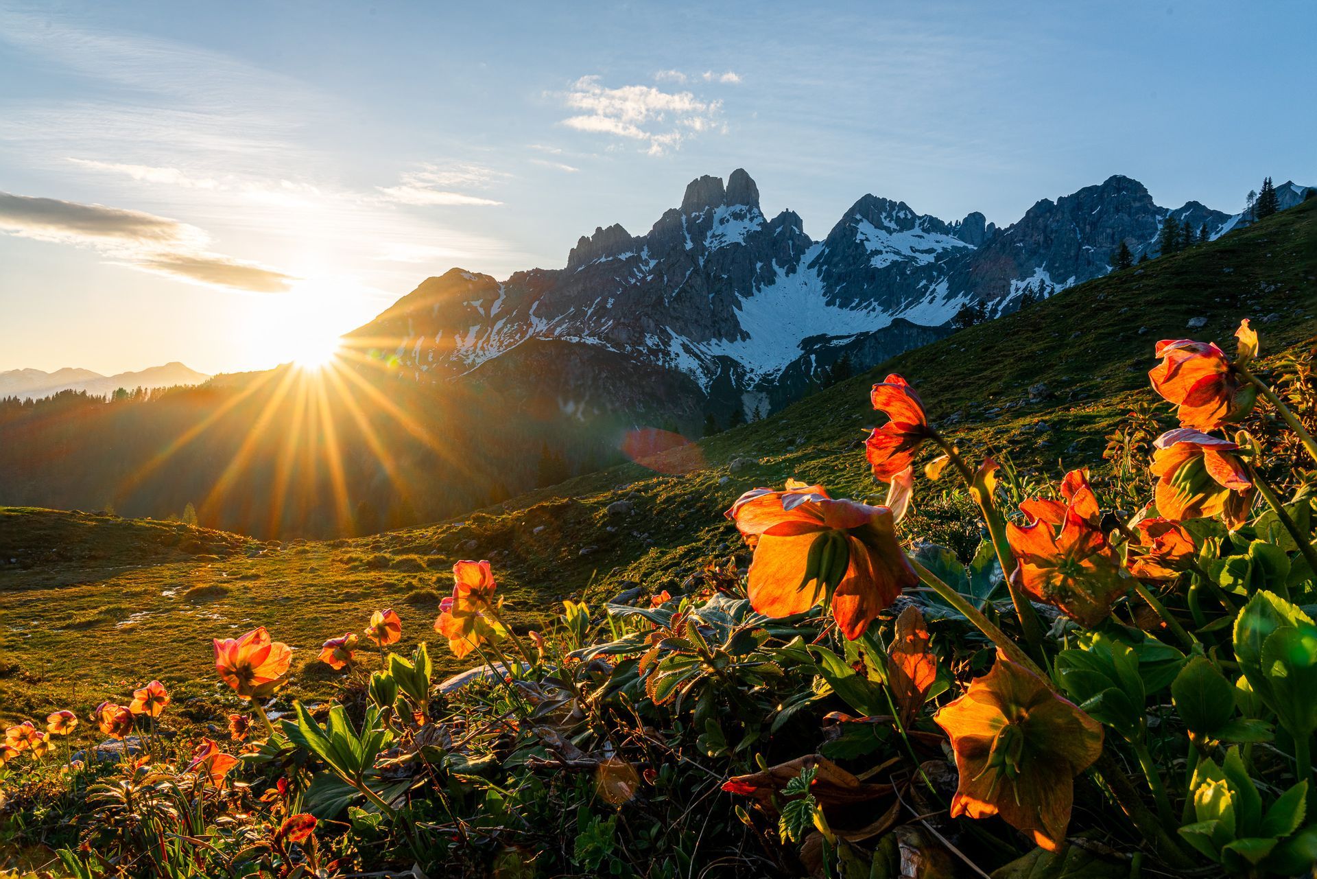 Alpenblume vor Bergkulisse im Salzburger Land im warmen Abendlicht