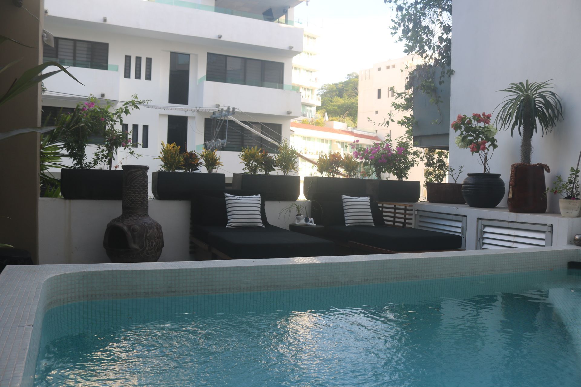 Pool and garden plants at AVA19 in Puerto Vallarta