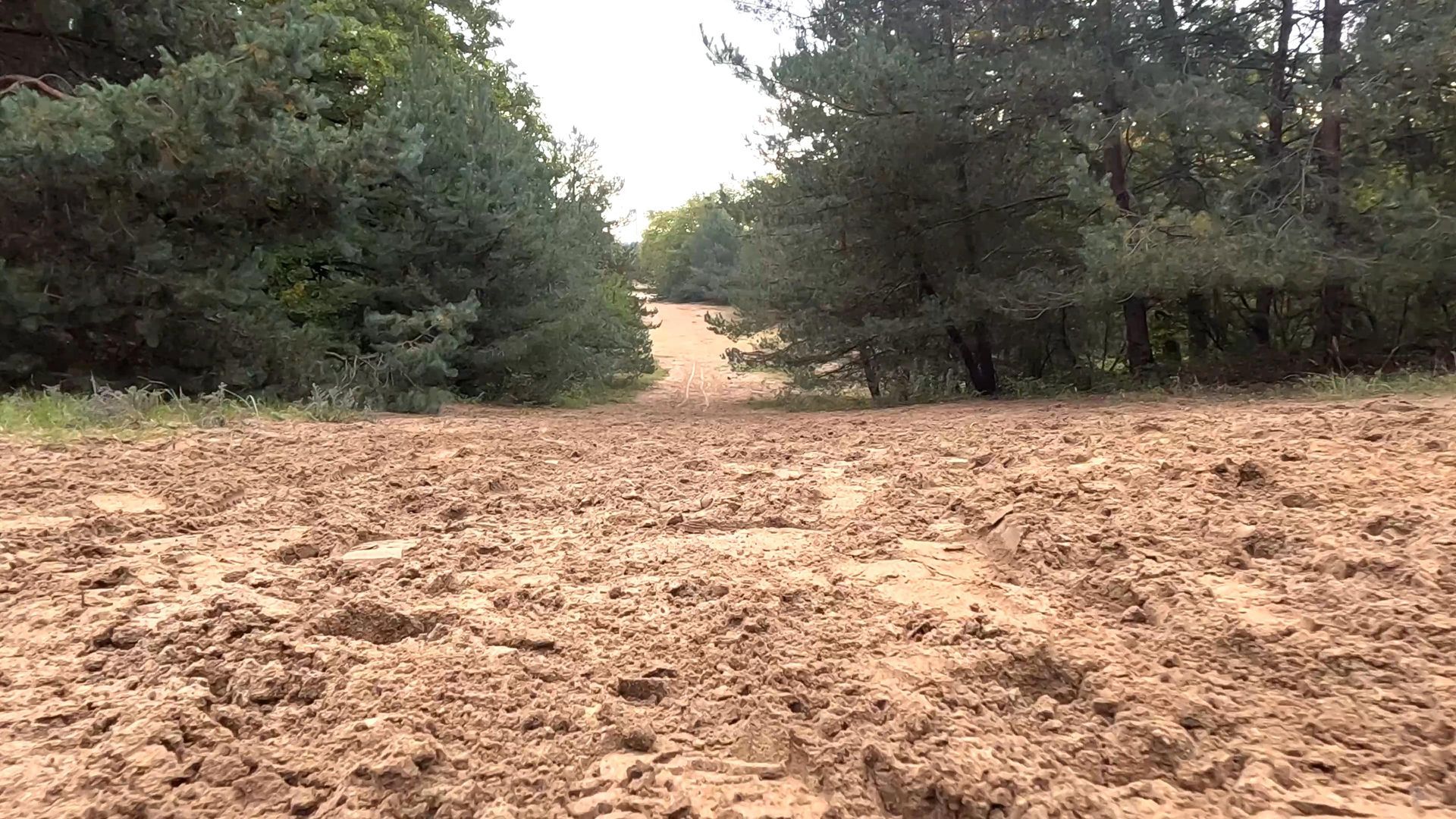 Sandweg im Naturschutzgebiet Mainzer Sand