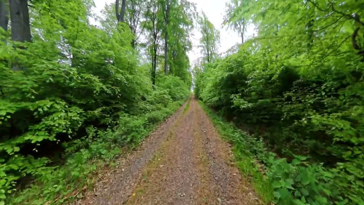 Waldweg auf dem Eichhornweg im Taunus