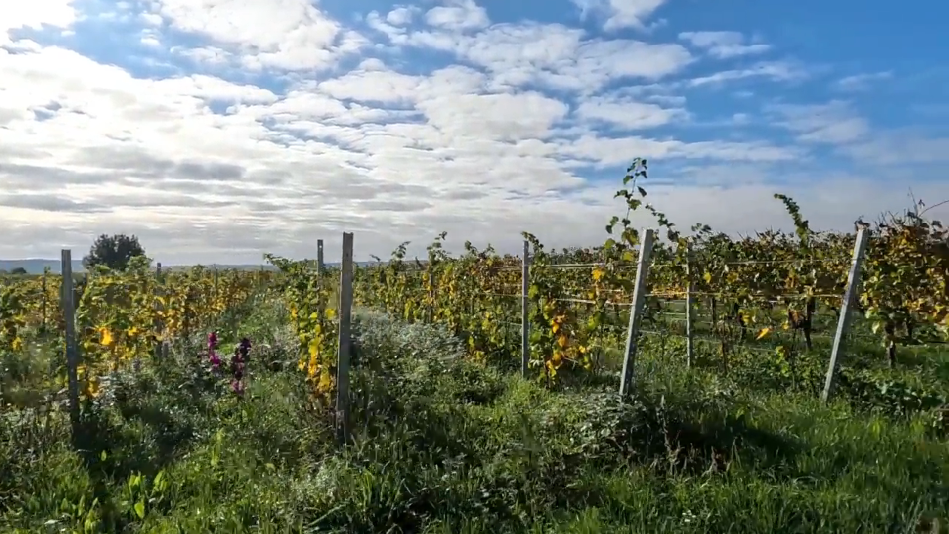 Weinberge und Panorama im Rheingau