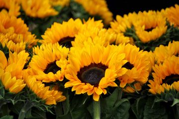 Bright yellow sunflowers blooming densely in a garden bed