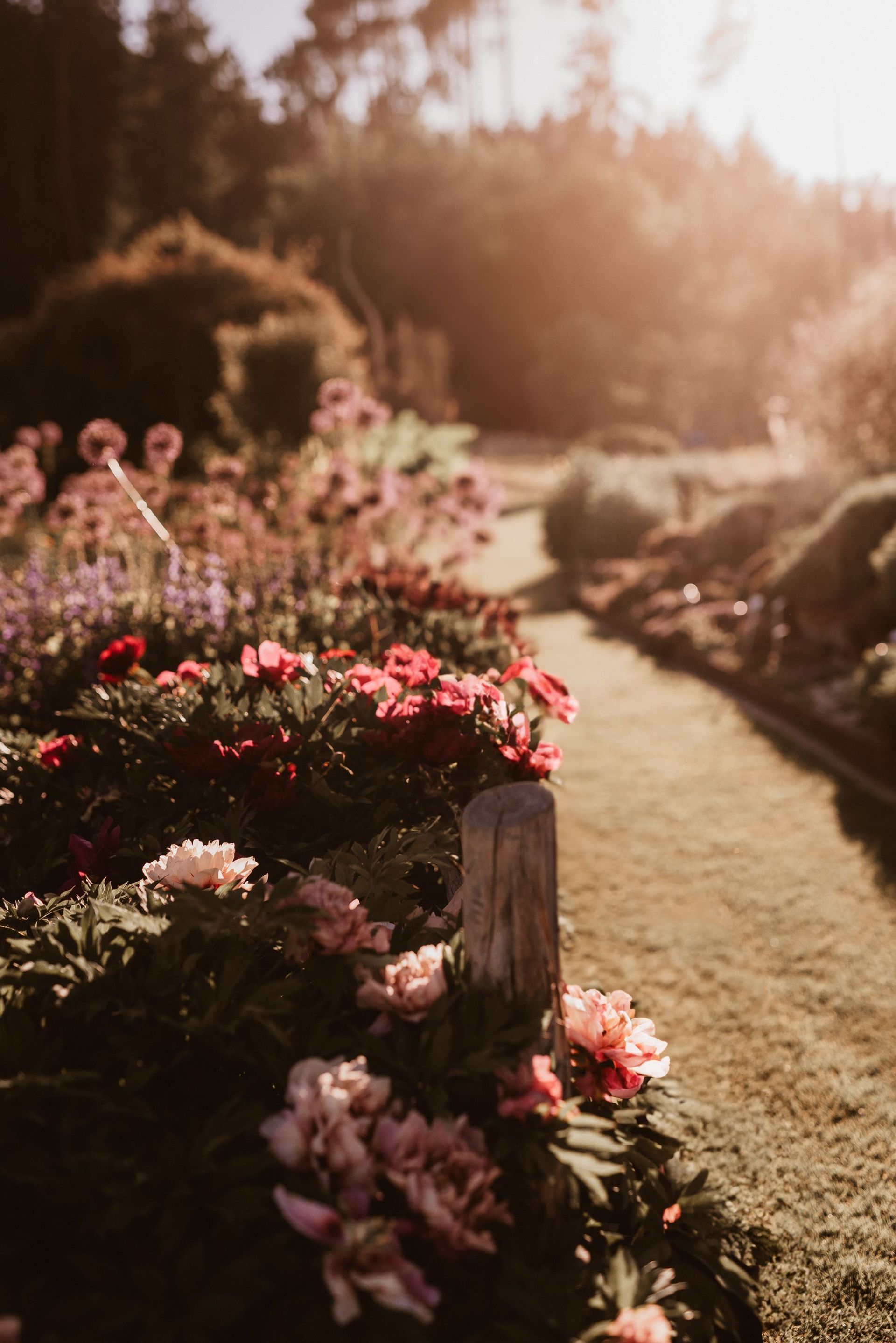 Sunlit garden path lined with pink and red flowers