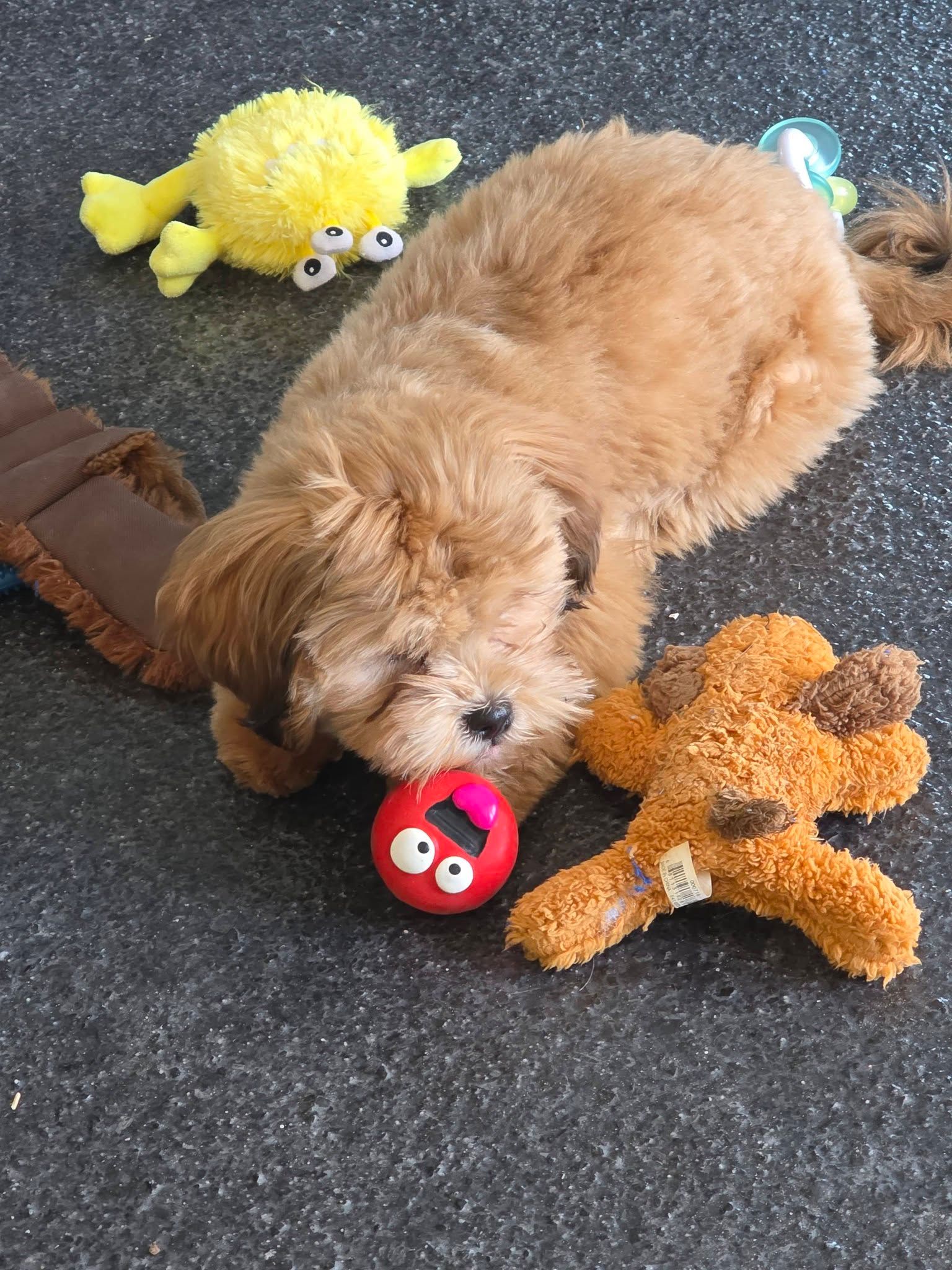 Fluffy tan puppy lying on carpet with red toy, yellow plush toy, and brown stuffed animal nearby