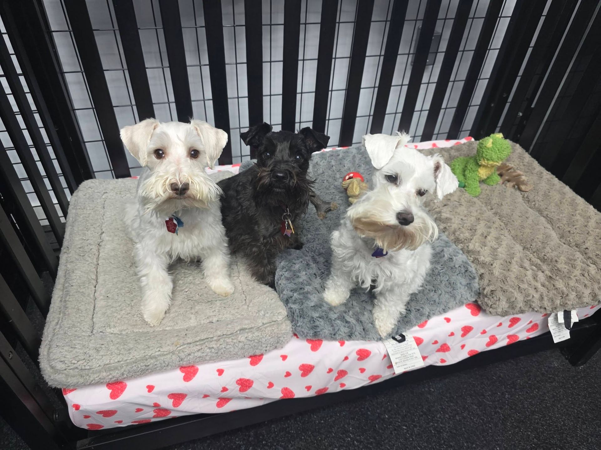 Three small dogs on gray beds, one black, one white, and one white with a flower bow.