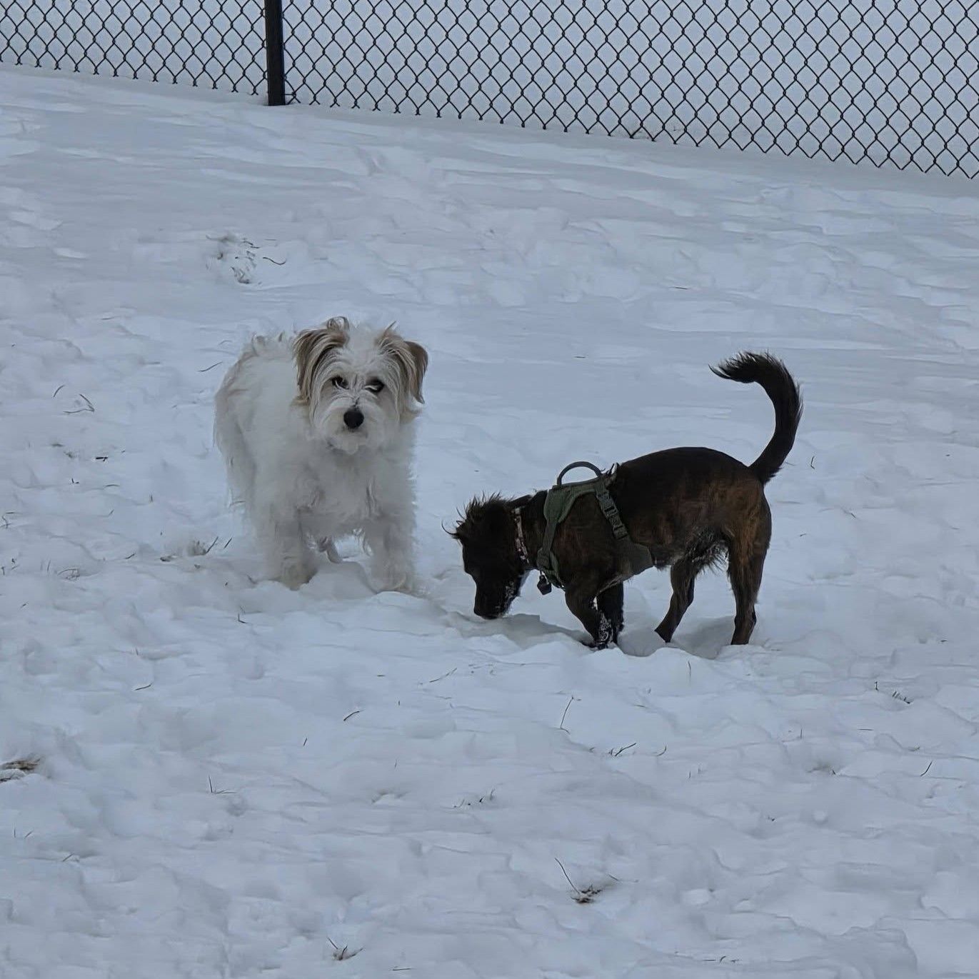 Two small dogs sniffing in a snowy yard, with a fluffy white dog nearby and a fence in the background