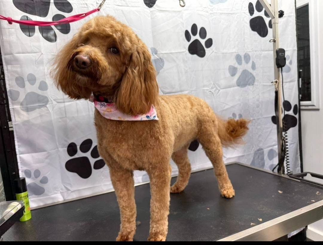 Small brown dog standing on a grooming table with a pink collar against a paw-print backdrop