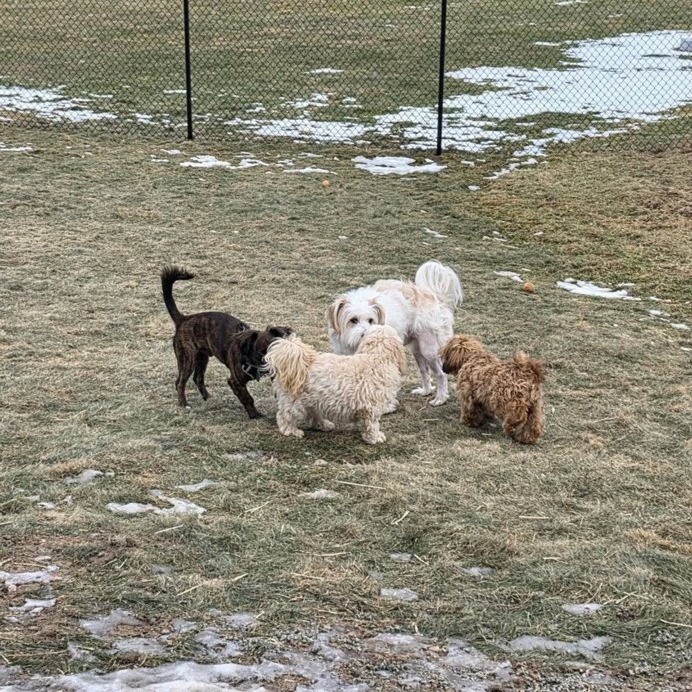 Four dogs standing together on a snowy patch of grass in a fenced yard.