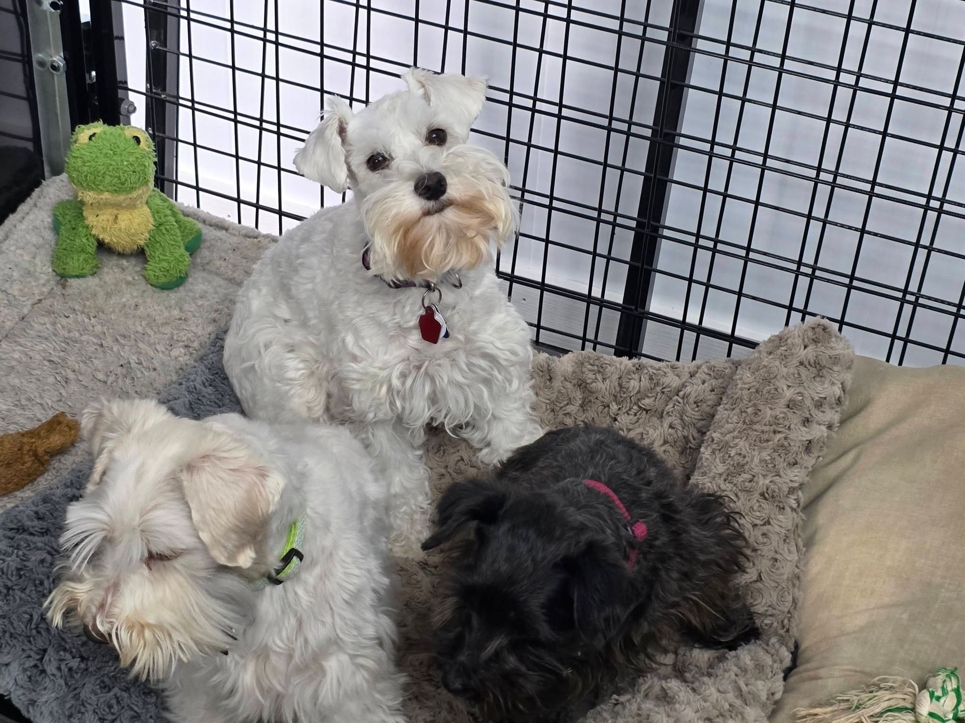 Three small dogs resting on a couch with a green stuffed toy nearby, in front of a wire playpen.