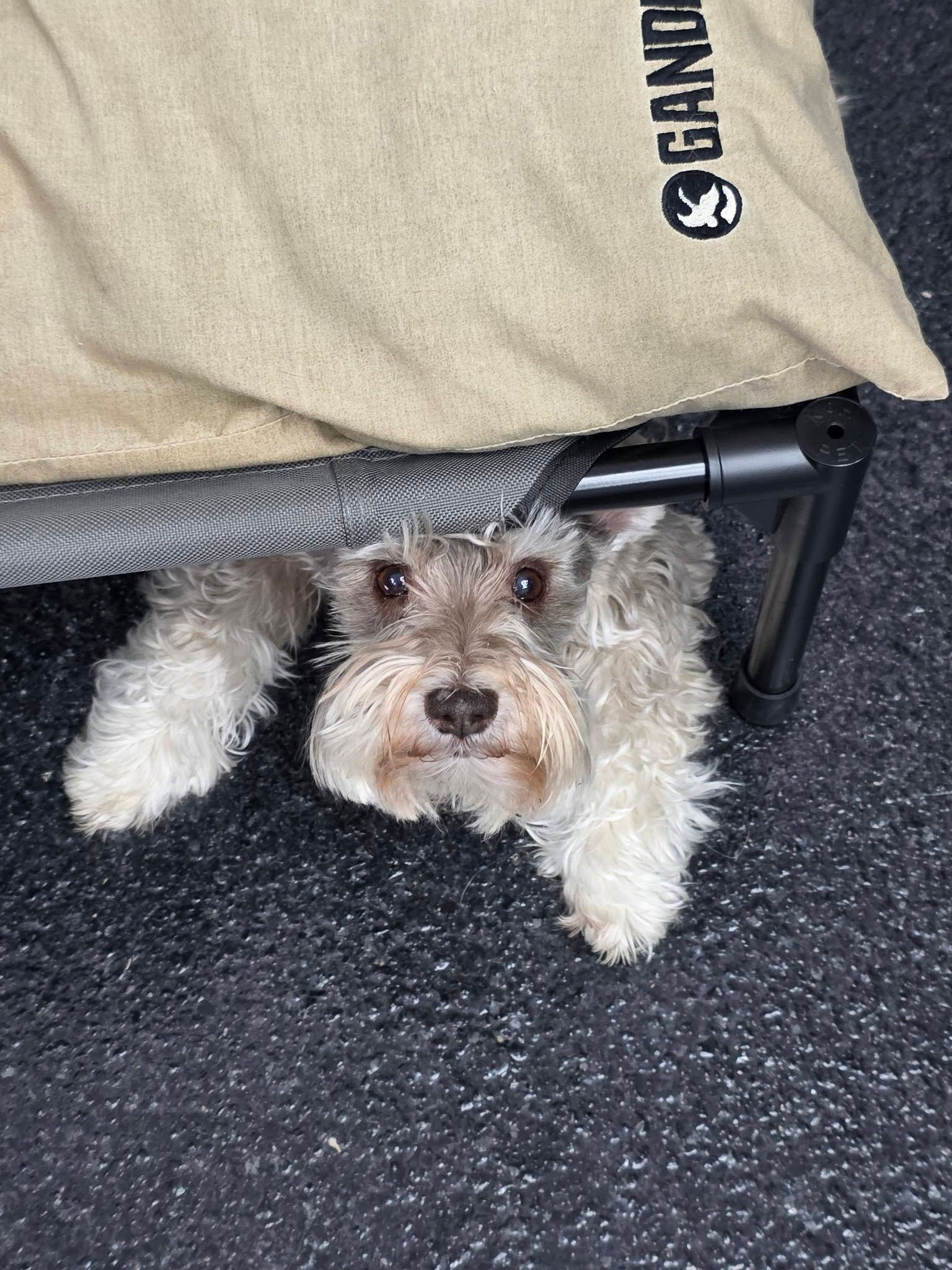 Small gray-and-white dog peeking out from under a beige dog cot on a dark floor